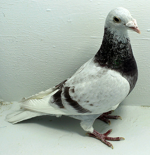 Band: 6879 IPB B 2025